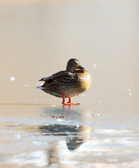 Duck on the ice. Wild nature of a bird in winter photo