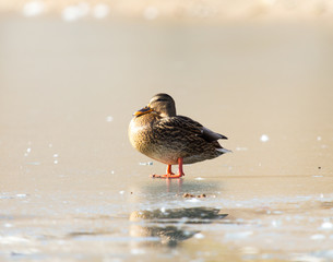 Duck on the ice. Wild nature of a bird in winter photo
