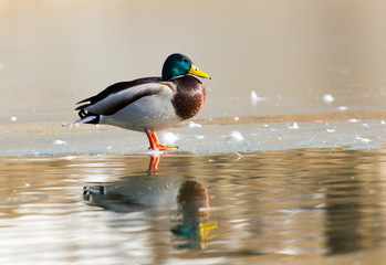 Duck on the ice. Wild nature of a bird in winter photo