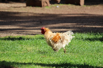 Chicken at Churchill Island Heritage Farm, Phillip Island, Australia