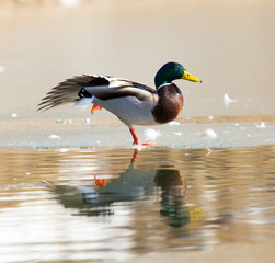 Duck on the ice. Wild nature of a bird in winter photo