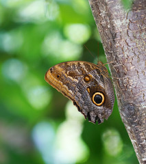 Fototapeta premium butterfly stay on the tree trunk in the garden