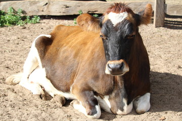 Cow at Churchill Island Heritage Farm, Phillip Island, Australia