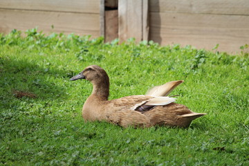 Duck at Churchill Island Heritage Farm, Phillip Island, Australia
