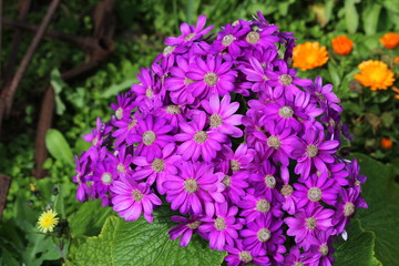 Violet Daisy Bush at Churchill Island, Phillip Island, Australia