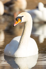 white swan on the water