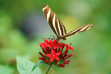 close up on beautiful butterfly on red flower