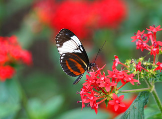 close up on beautiful butterfly on red flower