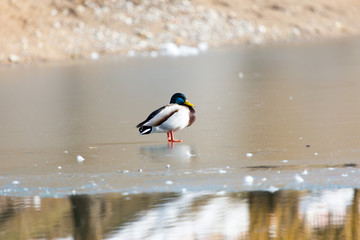 Duck on the ice. Wild nature of a bird in winter photo