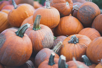 unzähliche orangene Kürbisse auf einen großen Haufen. Es ist Herbst und die Kürbiss Saison hat...