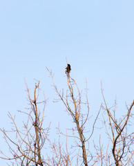 birds on tree