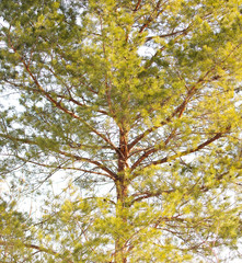 under a tree with a branch against the sky as a background