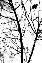 the branches of the tree are black and white