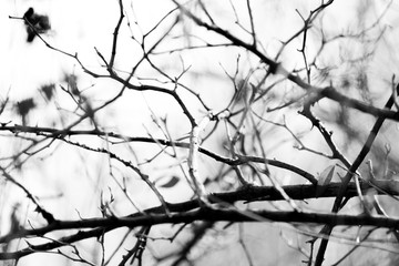 the branches of the tree are black and white