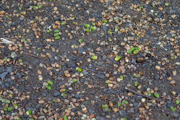 Several green acorns lying on the ground 