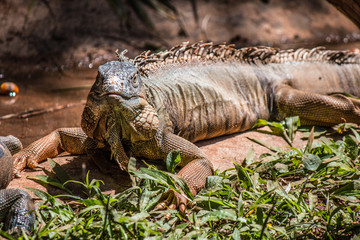 Iguana