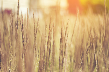 Fototapeta premium summer grass flower with sunset