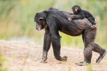 Fotobehang Aap Common chimpanzee with a baby chimpanzee  © denboma