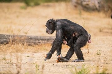 Common chimpanzee with a baby chimpanzee