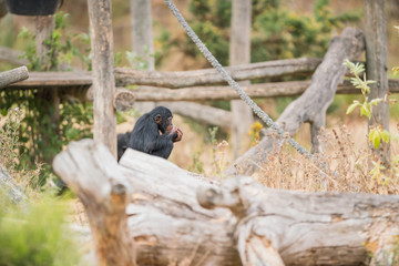 Common chimpanzee with ice