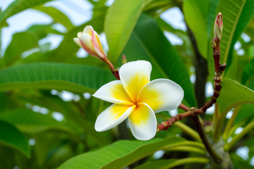 Obraz na płótnie Canvas Close up yellow and white frangipani flower