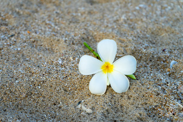 yellow and white frangipani flower