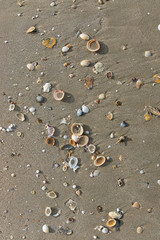 Shells on the beach