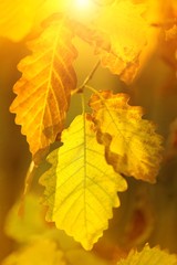 oak leaves yellow  in sunlight. natural autumn background