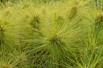 Obraz premium Spinifex littoreus grass