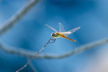 Dragonfly on branch