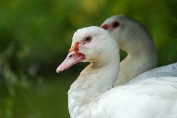 Khaki Campbell duck.