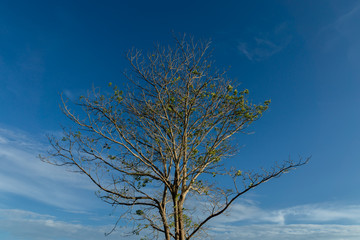 Tree branch with blue sky background