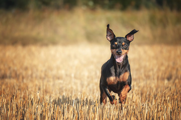 Hund Zwergpisncher steht rennt im Kornfeld bei Sonnenschein im Sommer und hat spaß