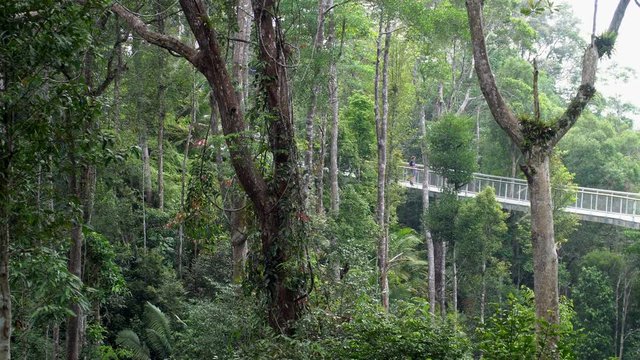 Dense Lush Green Tropical Rainforest with Suspension Bridge