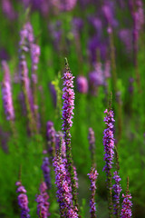 The beauty of the lavender