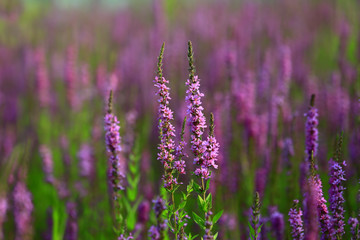 The beauty of the lavender
