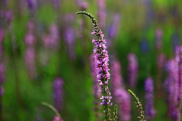 The beauty of the lavender