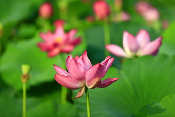 Fototapeta na wymiar Blooming lotus flower, very beautiful