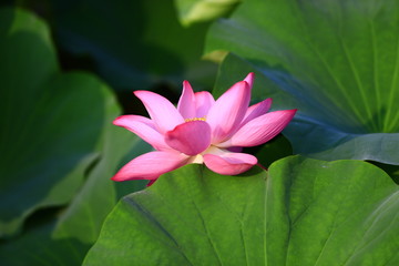 Fototapeta premium Blooming lotus flower, very beautiful