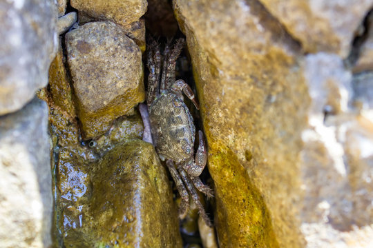 Small sea crab hide in stones, Croatia