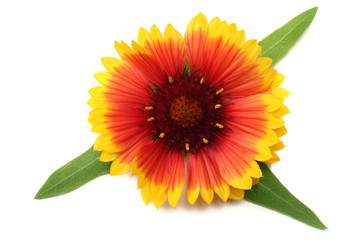 yellow flower head isolated on white background
