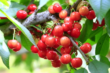 Mature large cherry hanging in a tree