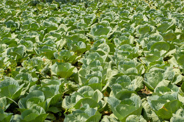 Obraz na płótnie Canvas Green fresh cabbage field. Health vegetarian concept. Good for cooking salad.