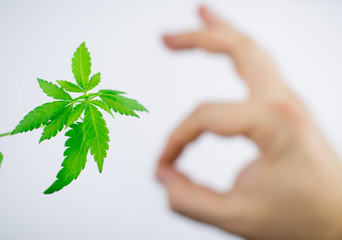 Sprout of cannabis (marijuana) on a light background with a broken arm in the background with a gesture OK.