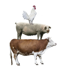 Cow, pig, rooster stand on each other