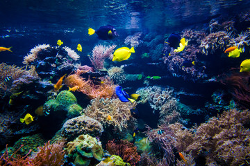 Naklejka na ściany i meble Colorful coral reef with fish and stone