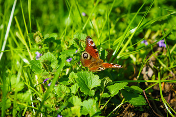 Fresh green grass with  butterfly. Natural background