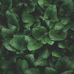 Green leaves. Nature concept