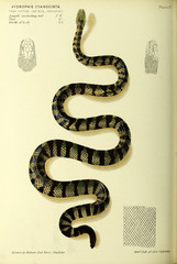 Illustration of snake