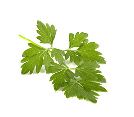 parsley isolated on a white background